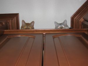 Two cats peering down from on top of a shelf.